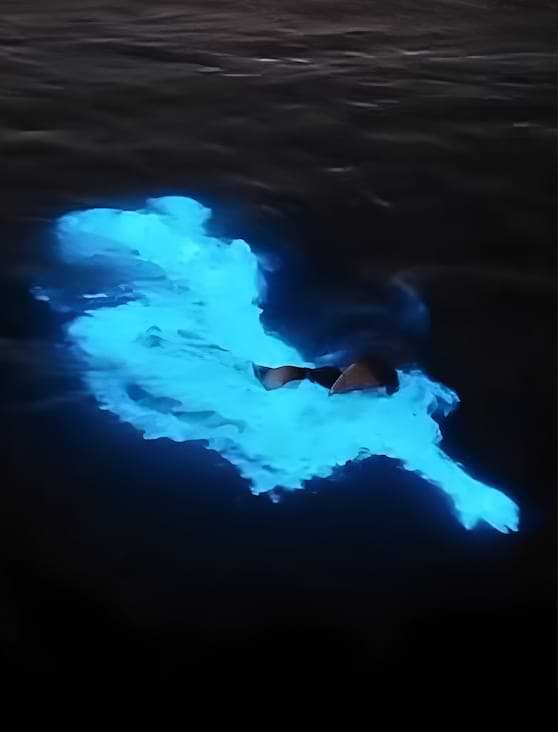 Bioluminescent Bay