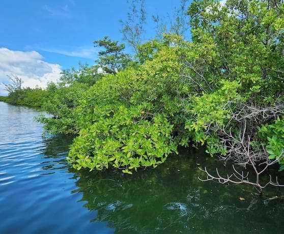 Mangroves