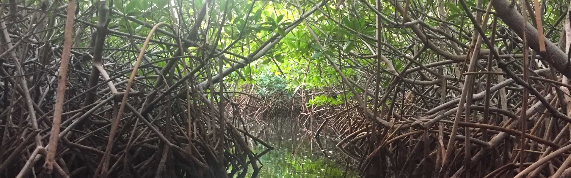 Mangroves