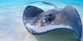 Stingray City