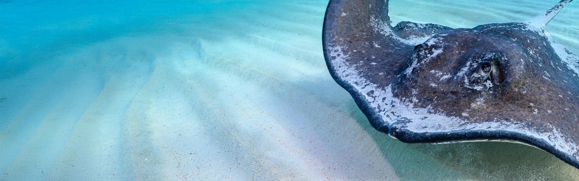 Stingray City Tours