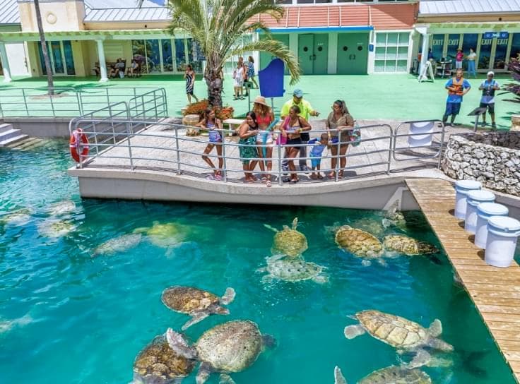 Inside the Cayman Turtle Centre