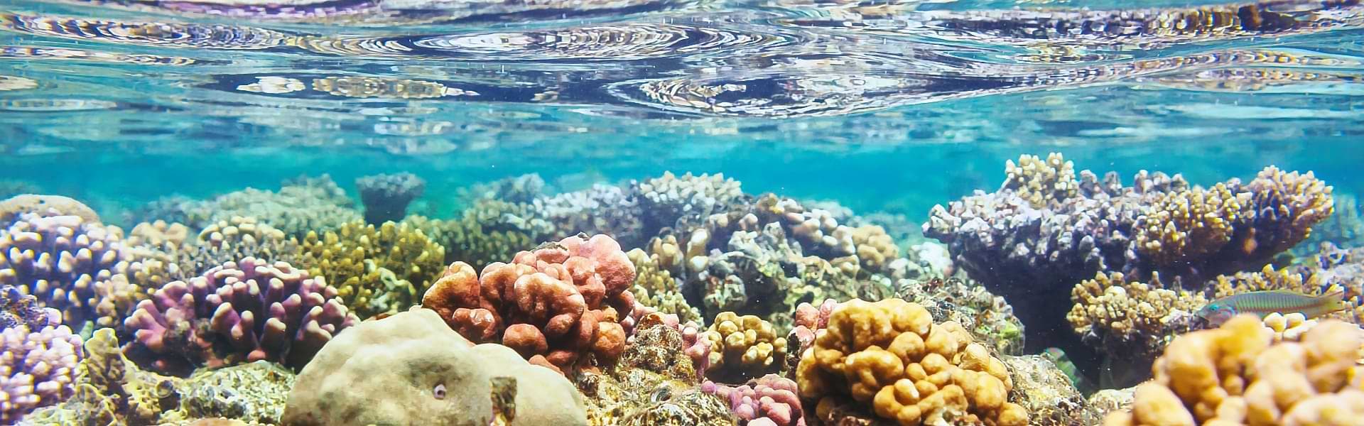 Reef Safe Sunscreen