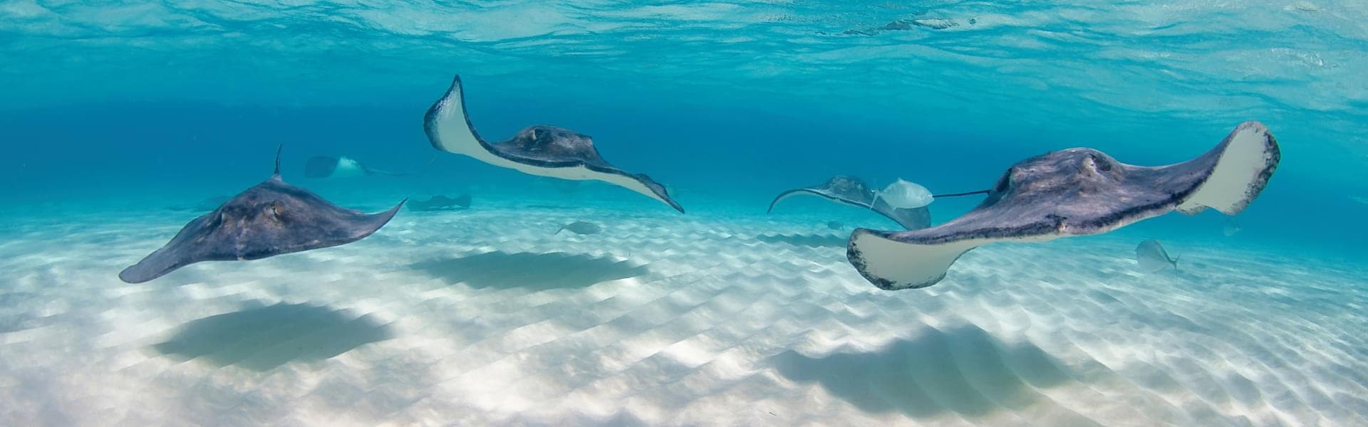 Stingray Safety