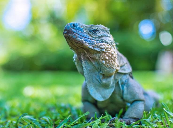 Meet the Grand Cayman Blue Iguana