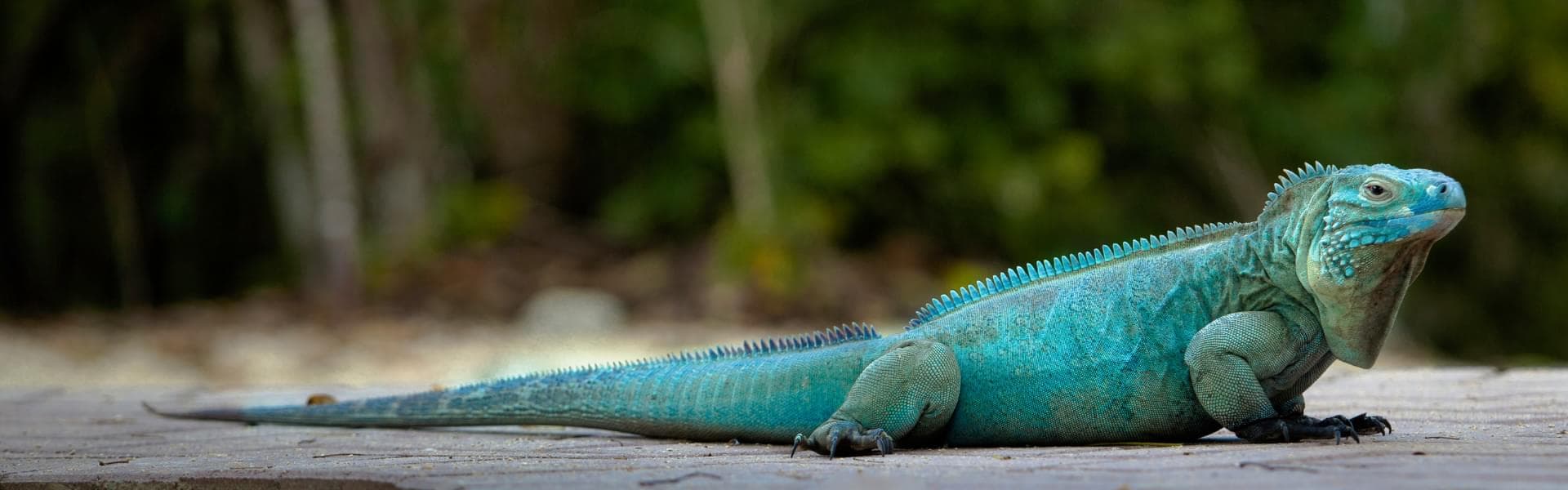 Blue Iguana